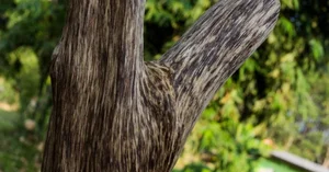 The World's Most Expensive Wood: Kynam Worth $100,000 Per Kilogram - image 1