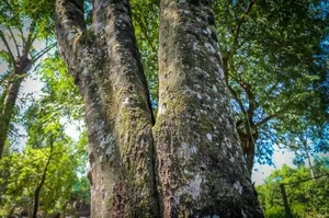 The World's Most Expensive Wood: Kynam Worth $100,000 Per Kilogram - image 5