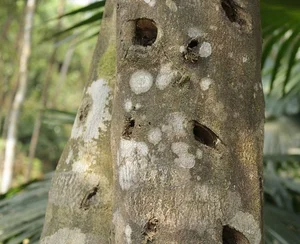 The World's Most Expensive Wood: Kynam Worth $100,000 Per Kilogram - image 6