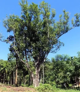 The World's Most Expensive Wood: Kynam Worth $100,000 Per Kilogram - image 7