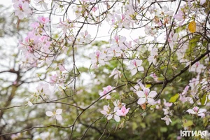 Saigon Tourists Travel to Hanoi to Capture the Autumn Flower Season Trend - image 3