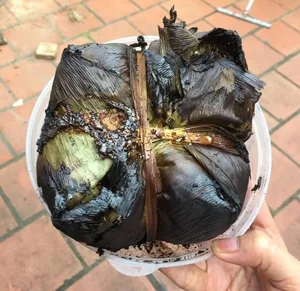 Banh Chung Chronicles: Netizens Share Masterpieces and Cooking Disasters for Tet - image 0