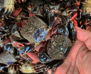 The Strange Local Delicacy Earning Locals Half a Million a Day - image 3