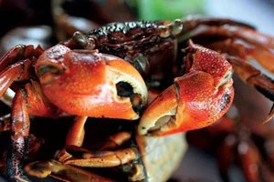 The Strange Local Delicacy Earning Locals Half a Million a Day - image 4