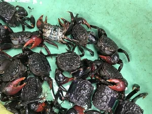The Strange Local Delicacy Earning Locals Half a Million a Day - image 6