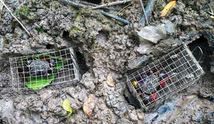 The Strange Local Delicacy Earning Locals Half a Million a Day - image 2