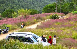 Chasing the Pink Clouds: Da Lat’s Stunning Pink Grass Season Guide - image 8