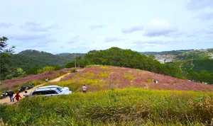 Chasing the Pink Clouds: Da Lat’s Stunning Pink Grass Season Guide - image 3