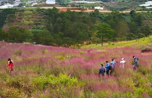 Chasing the Pink Clouds: Da Lat’s Stunning Pink Grass Season Guide - image 7