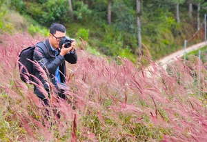 Chasing the Pink Clouds: Da Lat’s Stunning Pink Grass Season Guide - image 4