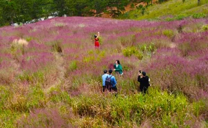 Chasing the Pink Clouds: Da Lat’s Stunning Pink Grass Season Guide - image 0