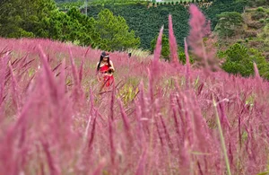 Chasing the Pink Clouds: Da Lat’s Stunning Pink Grass Season Guide - image 1
