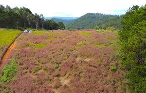 Chasing the Pink Clouds: Da Lat’s Stunning Pink Grass Season Guide - image 2