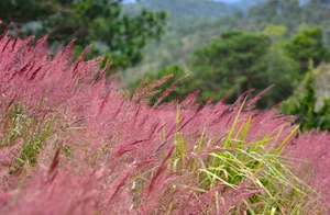 Chasing the Pink Clouds: Da Lat’s Stunning Pink Grass Season Guide - image 9