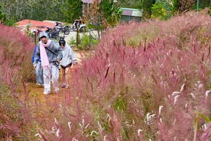 Chasing the Pink Clouds: Da Lat’s Stunning Pink Grass Season Guide - image 6